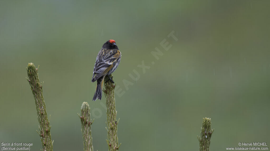 Serin à front rouge mâle adulte