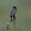 Serin à front rouge