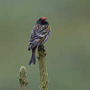 Red-fronted Serin