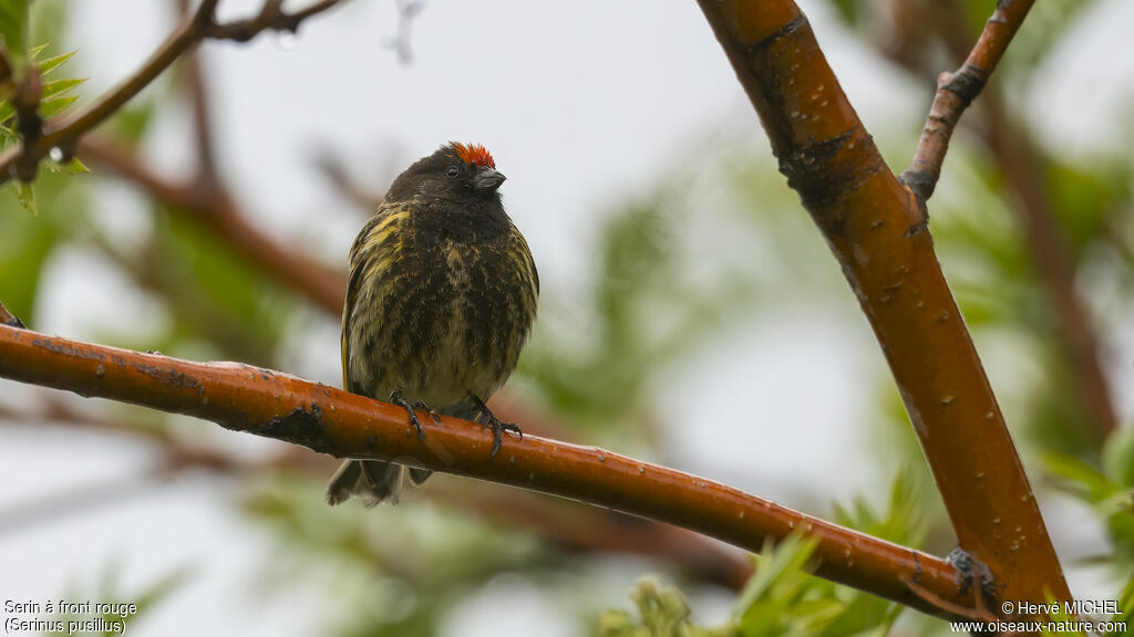 Serin à front rouge