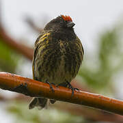 Red-fronted Serin