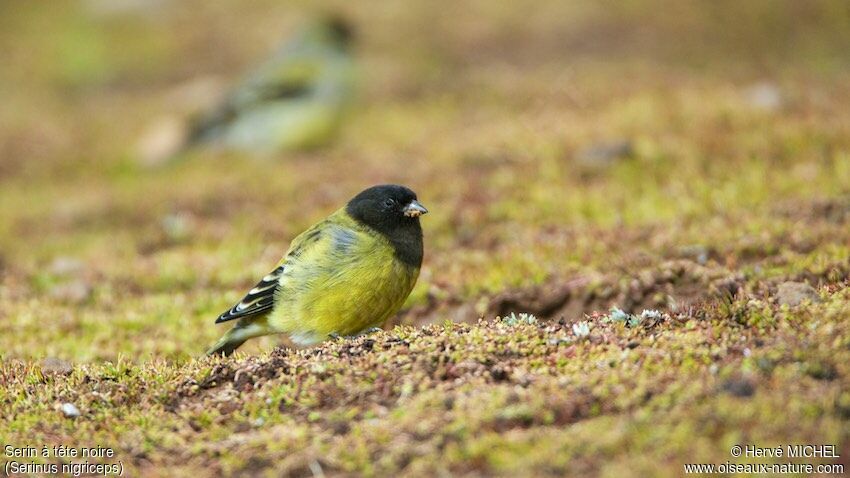 Ethiopian Siskin male adult