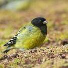 Serin à tête noire