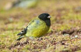 Ethiopian Siskin