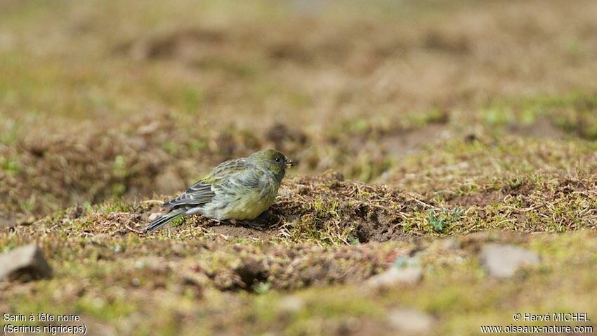 Serin à tête noire femelle adulte