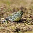 Serin à tête noire