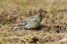 Serin à tête noire