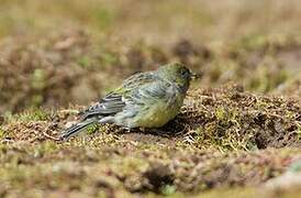 Serin à tête noire