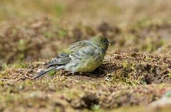 Serin à tête noire