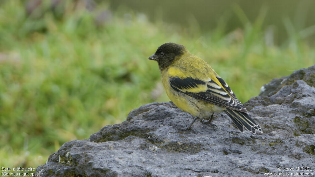 Serin à tête noire mâle adulte