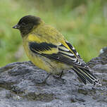 Serin à tête noire