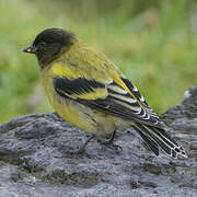 Serin à tête noire