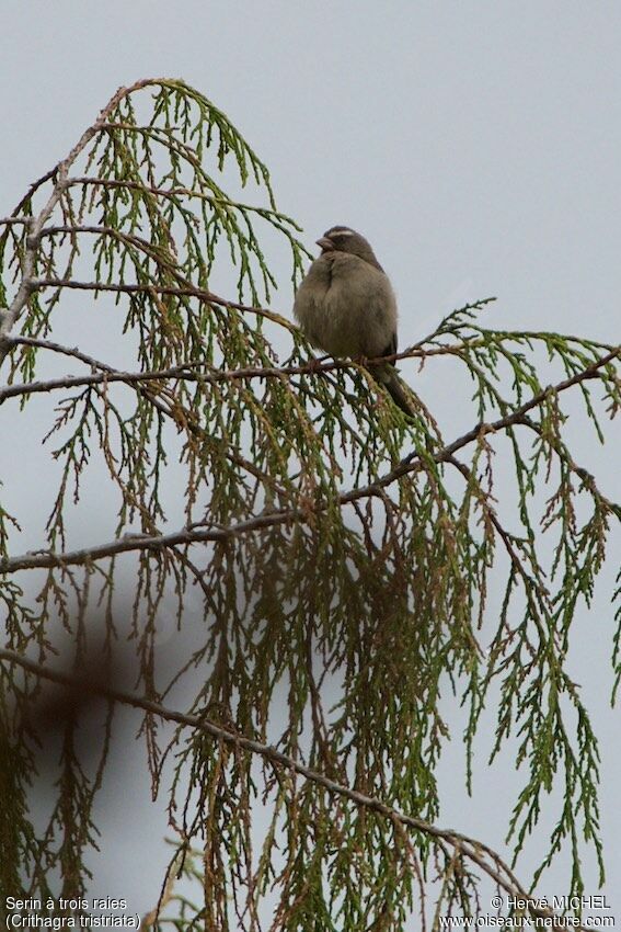 Brown-rumped Seedeater