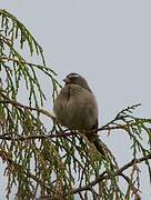 Brown-rumped Seedeater