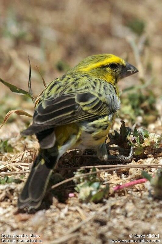 Serin à ventre blancadulte