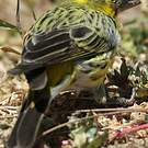 Serin à ventre blanc