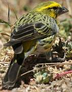 White-bellied Canary