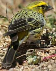 Serin à ventre blanc