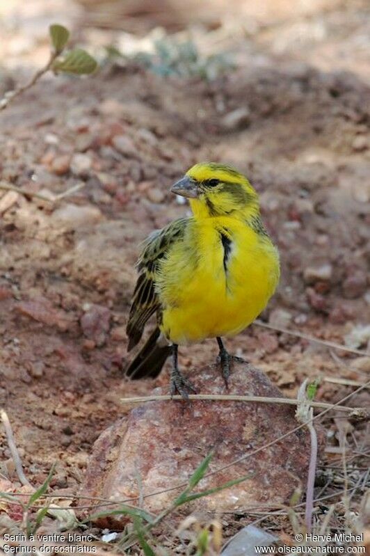 Serin à ventre blancadulte