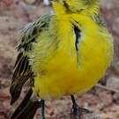 Serin à ventre blanc