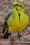 White-bellied Canary