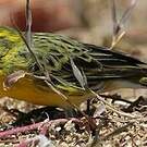 Serin à ventre blanc