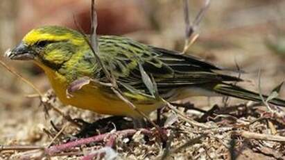 Serin à ventre blanc