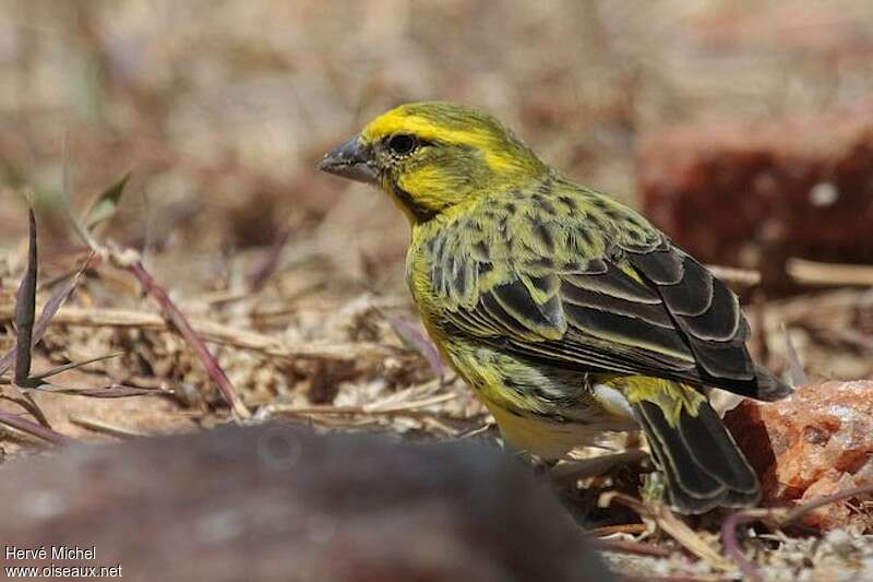 White-bellied Canaryadult, identification