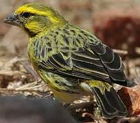 Serin à ventre blanc