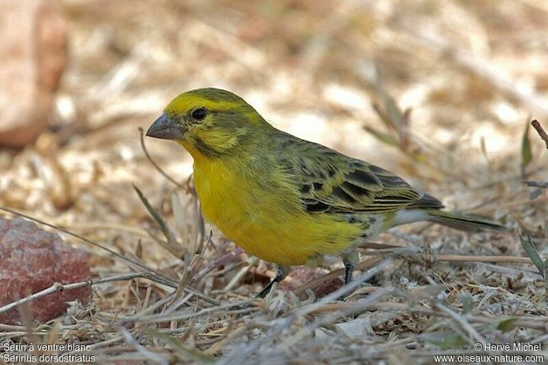 Serin à ventre blancadulte