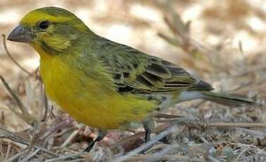 Serin à ventre blanc