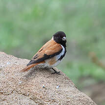 Serin alario