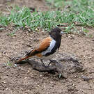 Serin alario