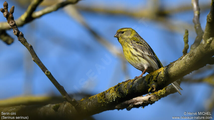 European Serin male adult breeding