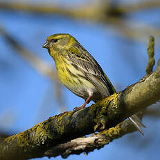 Serin cini