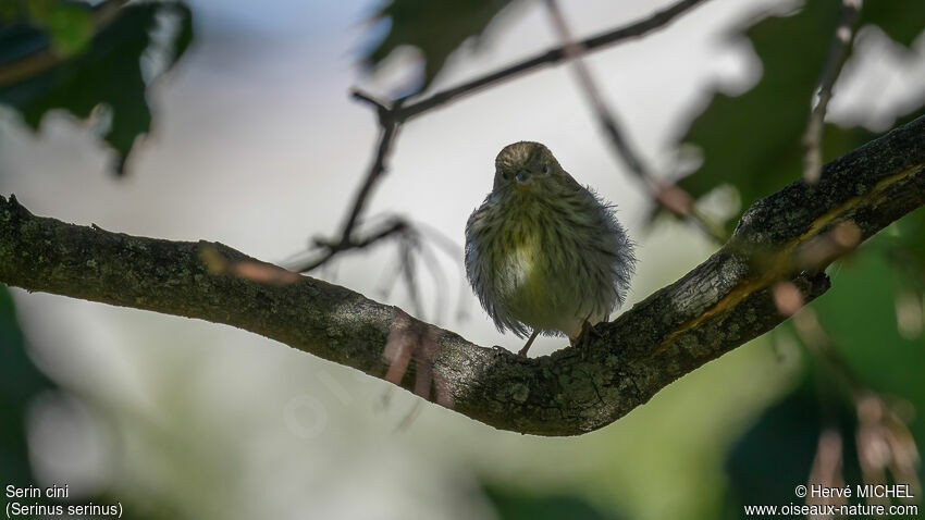 Serin cinijuvénile