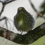 European Serin