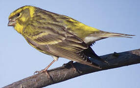 European Serin