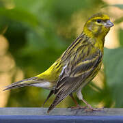 European Serin