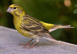 European Serin