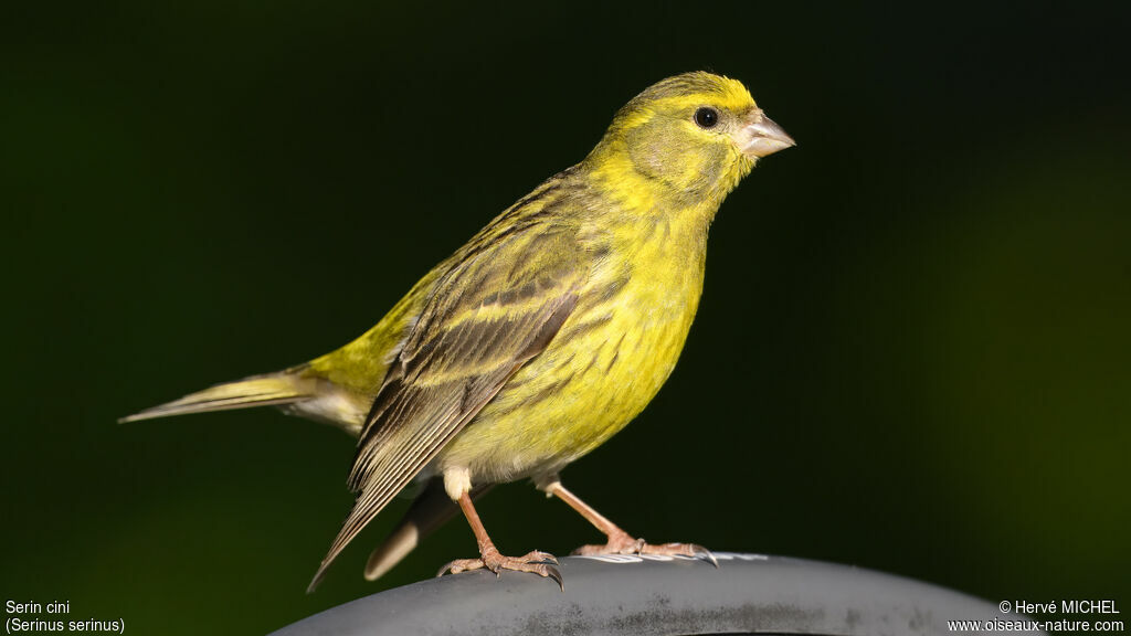 Serin cini mâle adulte nuptial