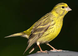 European Serin