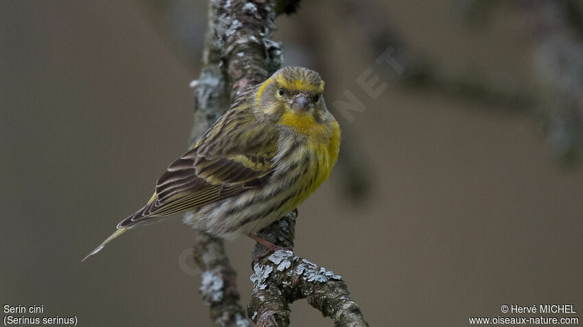 European Serin male adult breeding