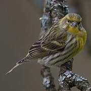 European Serin