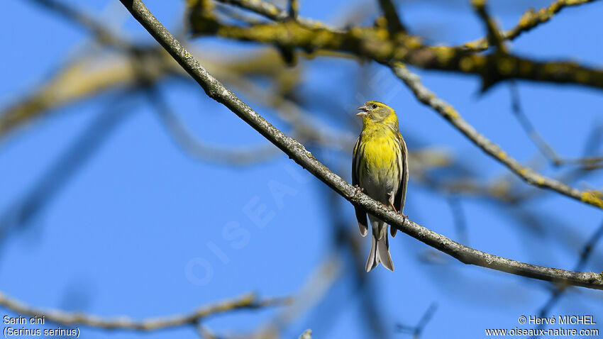 European Serin male adult breeding