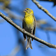 European Serin