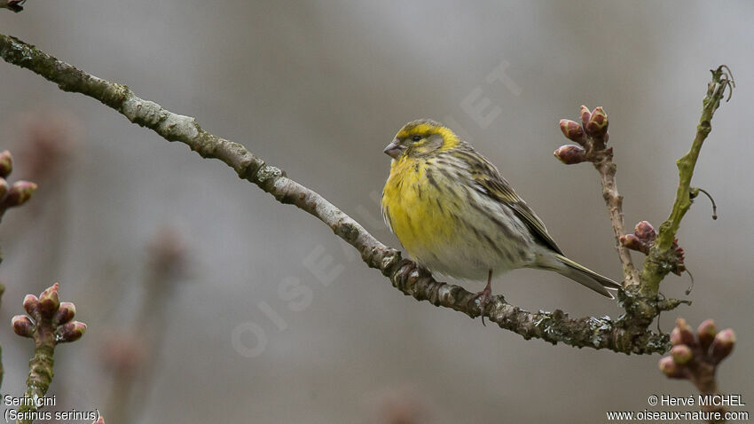 European Serin male adult breeding