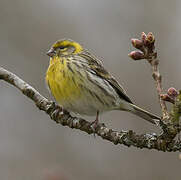 European Serin