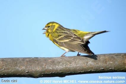 Serin cini mâle adulte nuptial