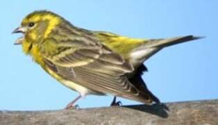 European Serin